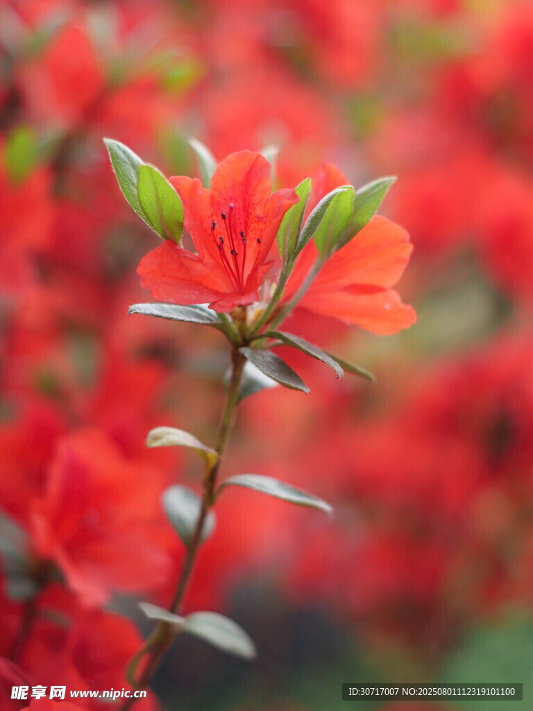 娇艳欲滴的红色杜鹃花