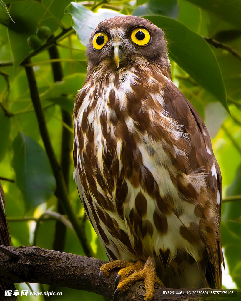 树枝上的猫头鹰