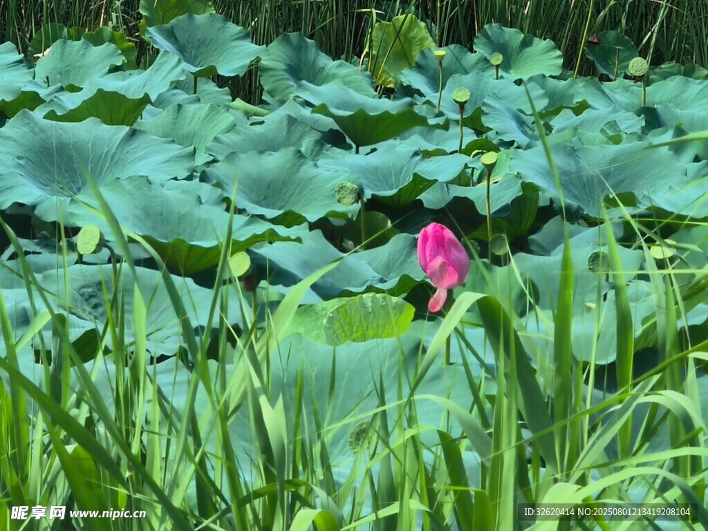 荷塘中绽放的娇艳荷花