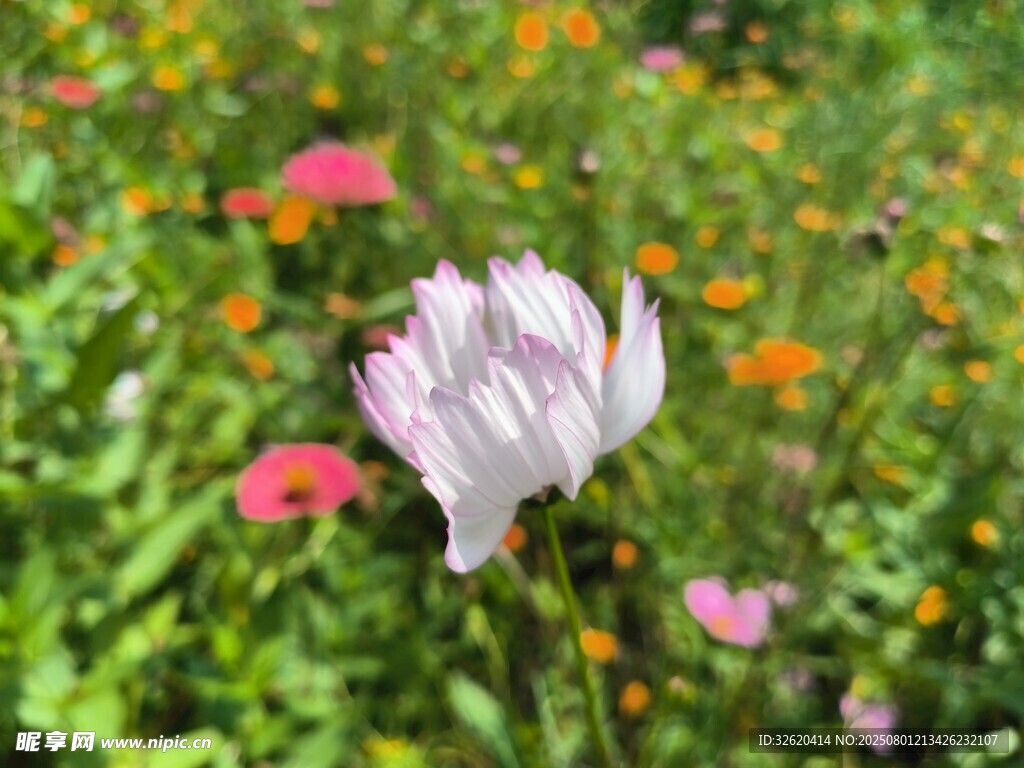 多彩花丛中的优雅白花朵