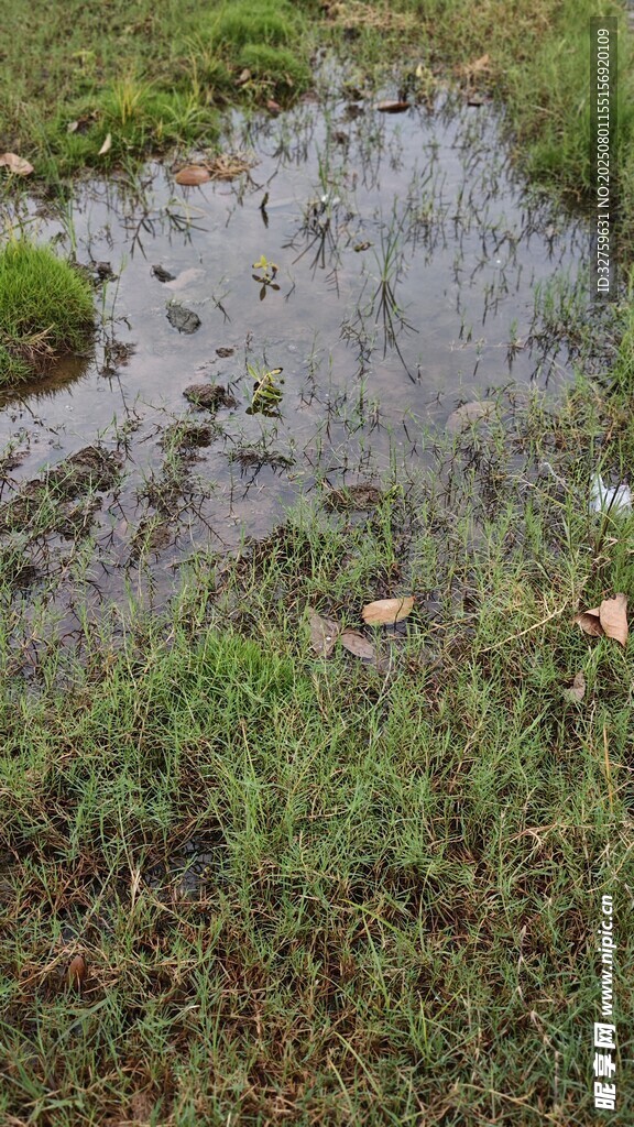 湿地中的积水与绿色植被