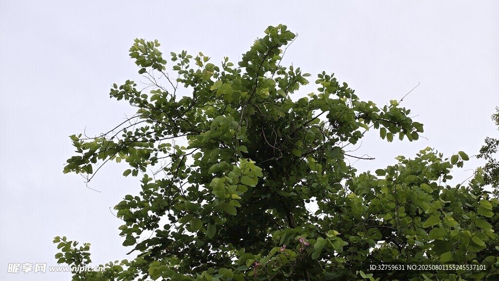 枝头绿意盎然的繁茂树木