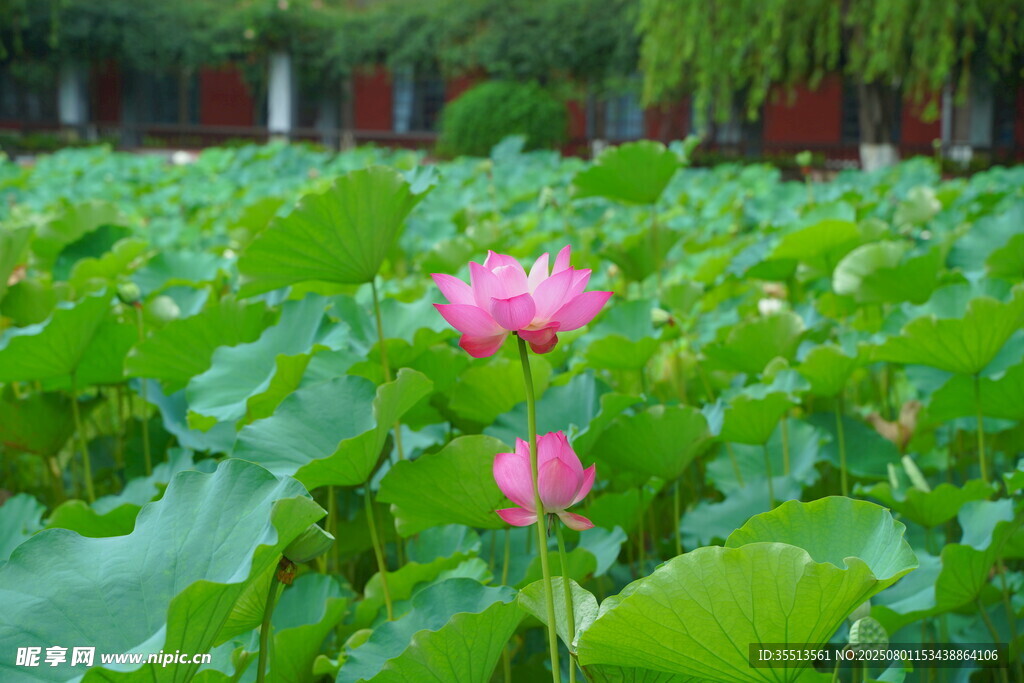 夏日荷塘中的娇艳荷花