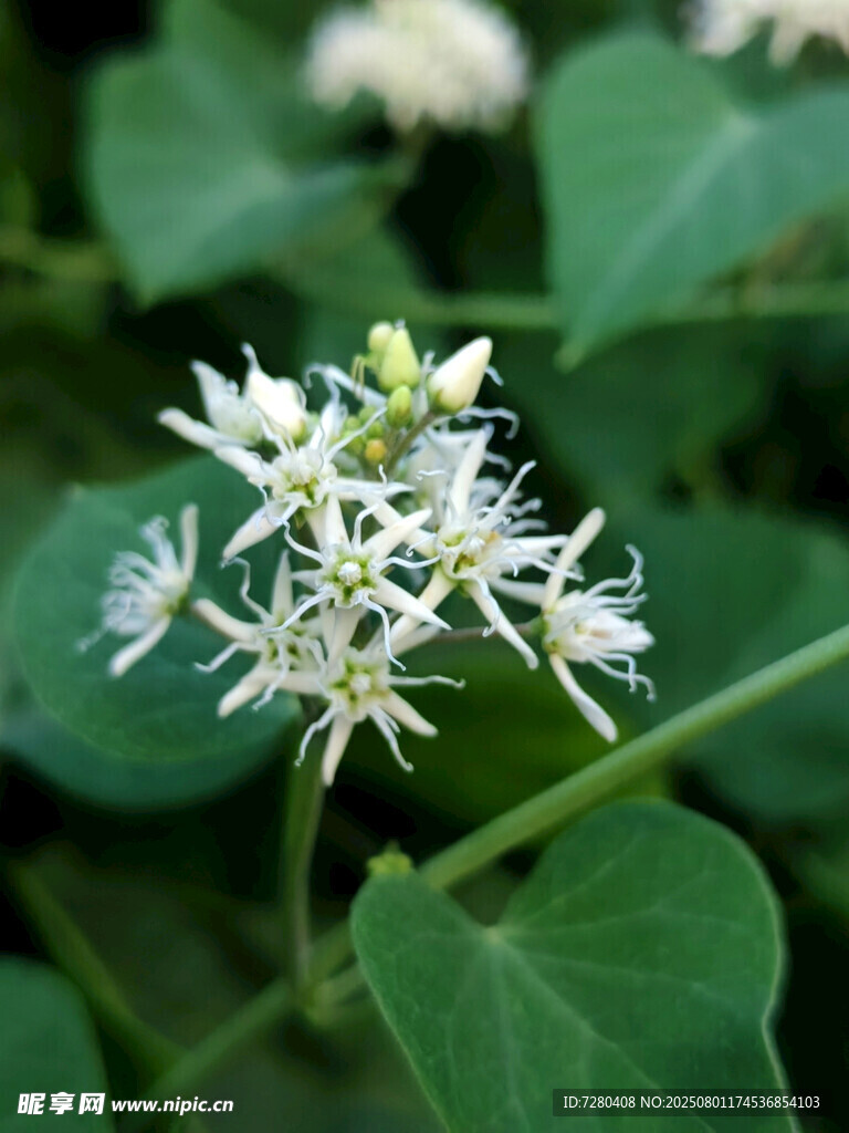 白色小花植物特写