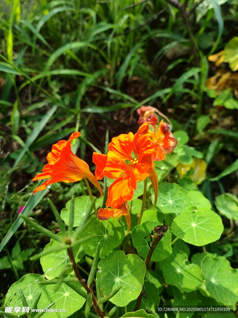 鲜艳橙色花朵绽放绿叶间