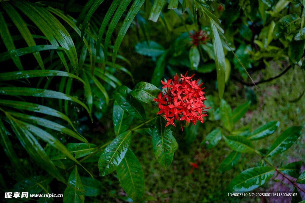 绿叶丛中娇艳红花朵