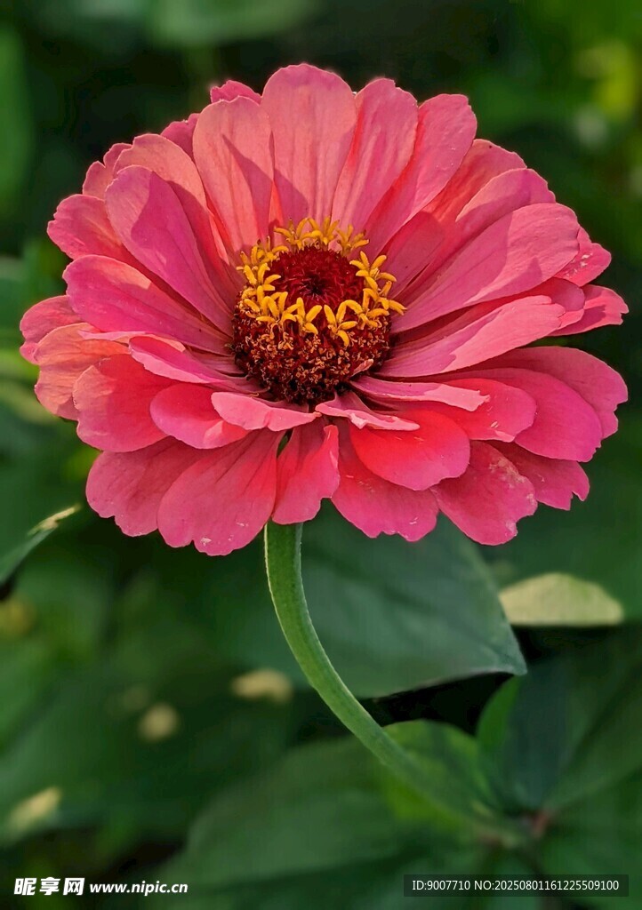 娇艳粉色百日菊绽放