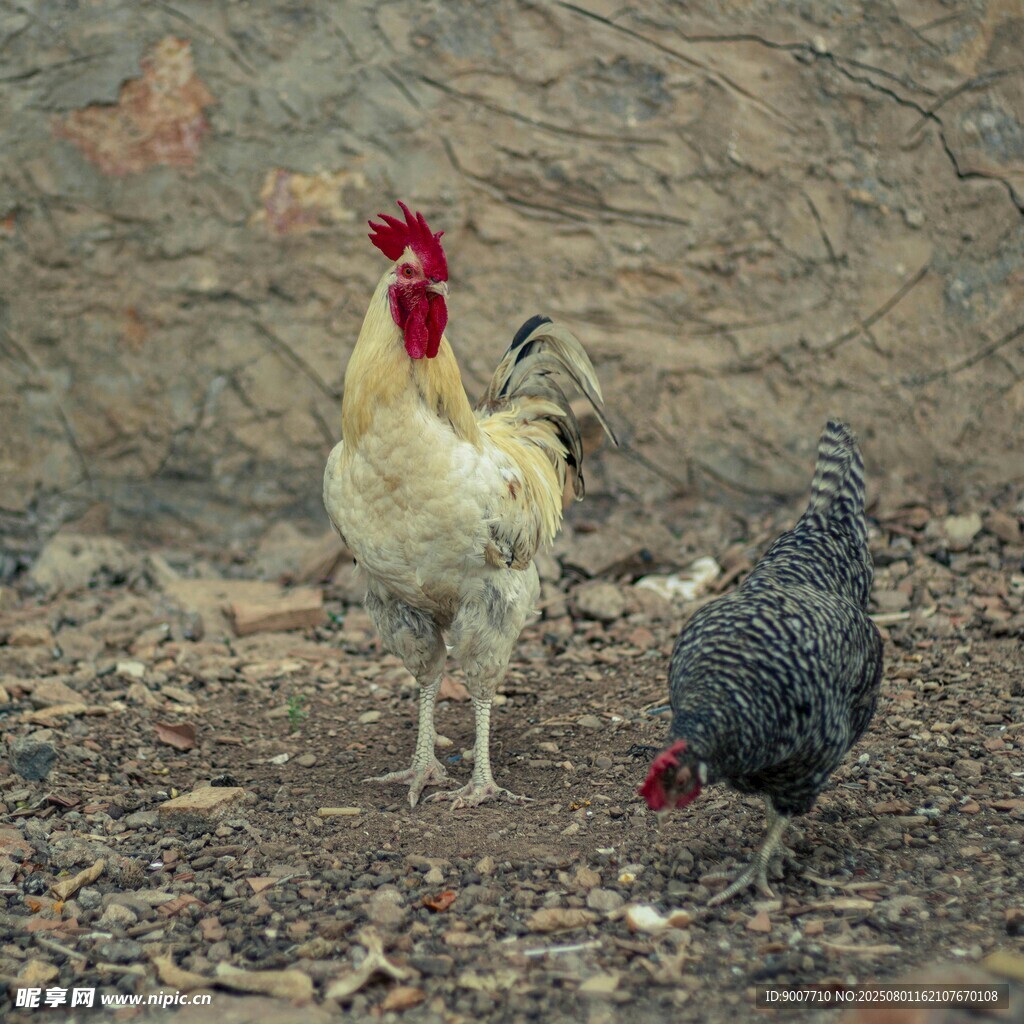 庭院中的两只鸡