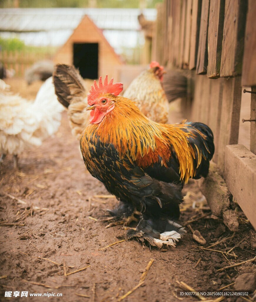 庭院中色彩艳丽的公鸡
