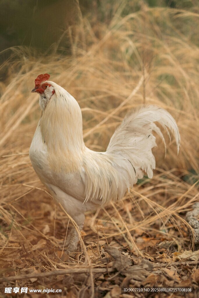 田野中的白公鸡