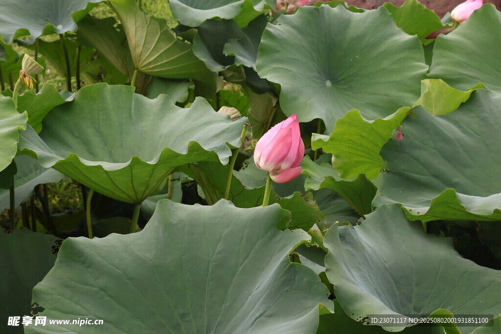 含苞待放的荷花