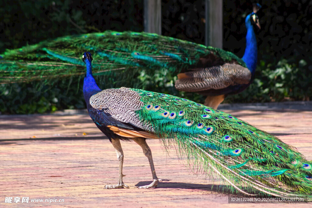 两只开屏孔雀优雅站立