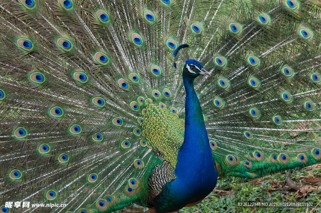 开屏的美丽孔雀