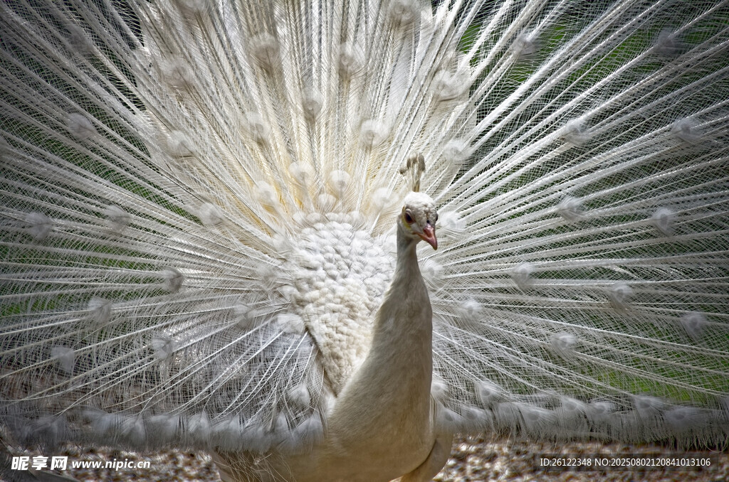 开屏的美丽孔雀
