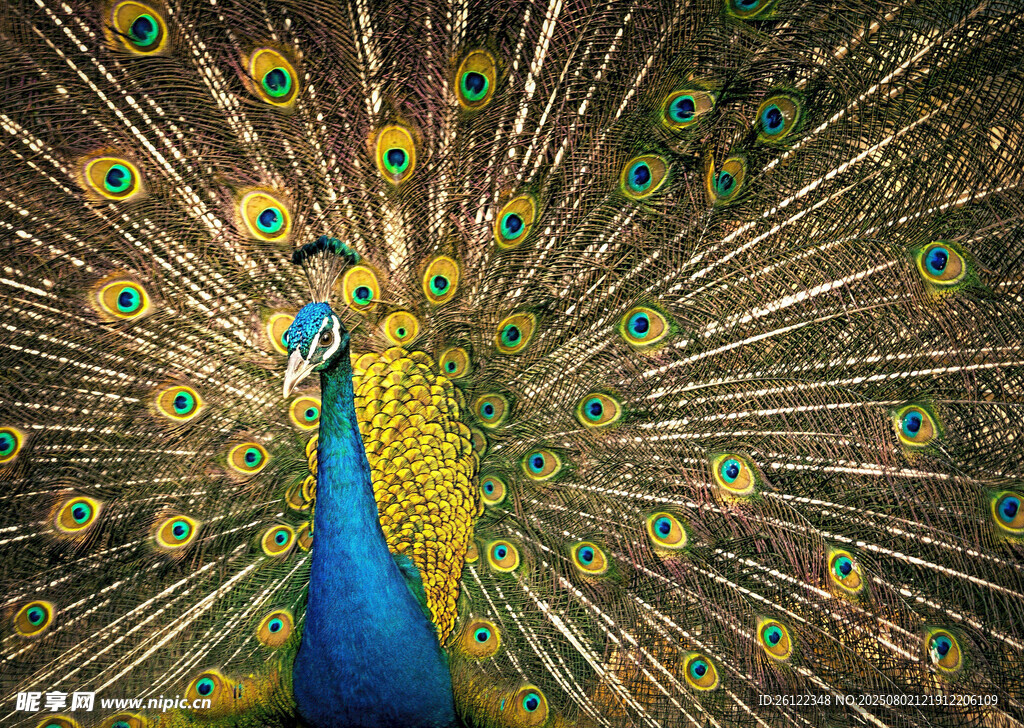 开屏的美丽孔雀