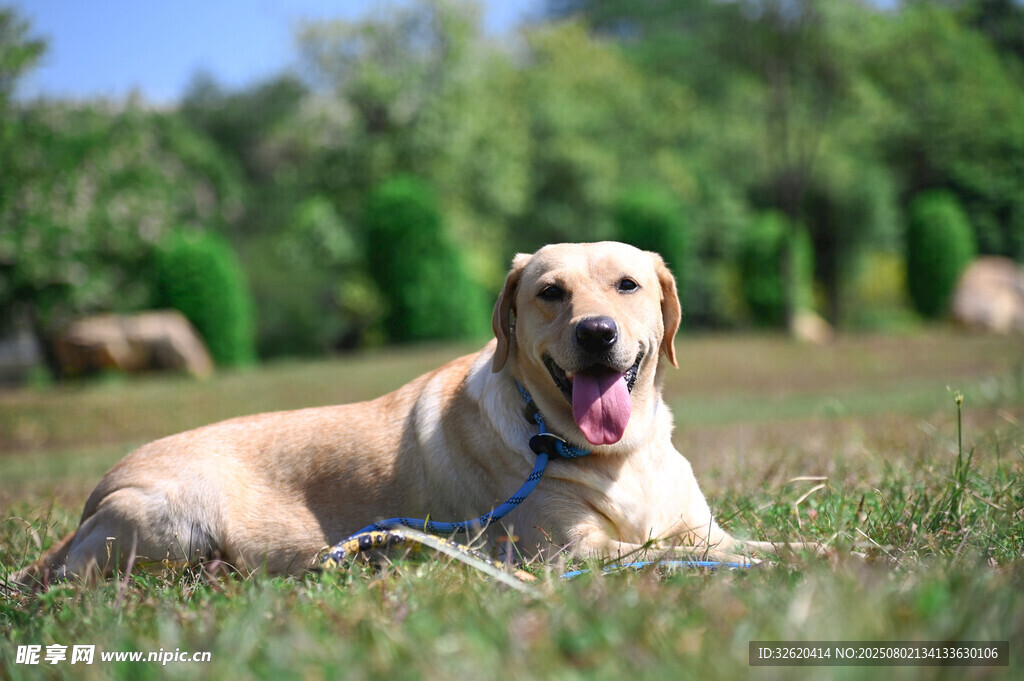 阳光下的拉布拉多犬