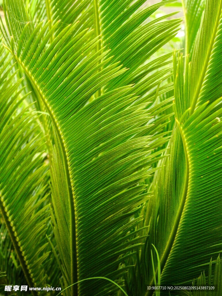 翠绿羽状叶片的生机之美