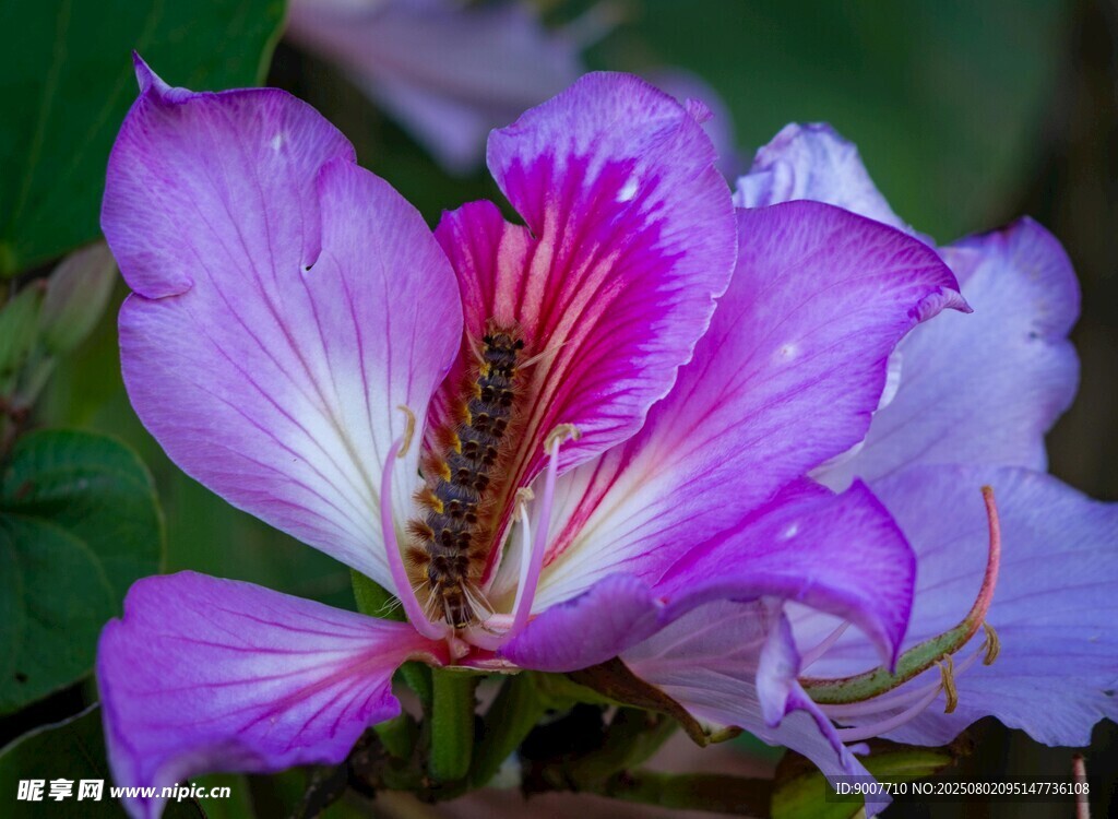 紫色娇艳花朵特写