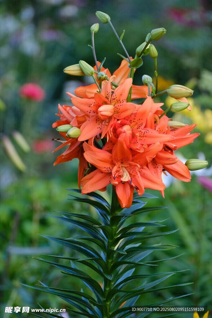 鲜艳橙色百合花绽放