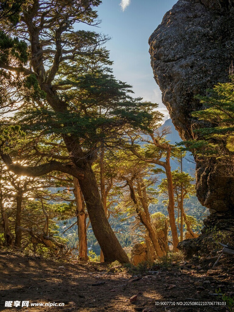 山林间的阳光与挺拔树木