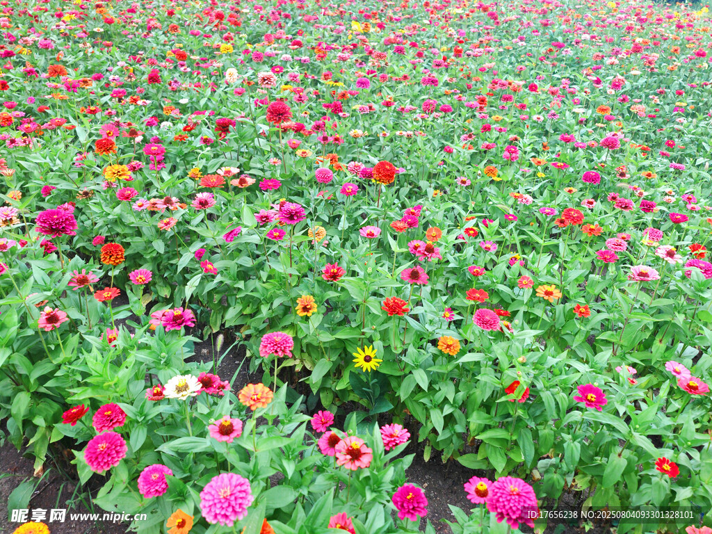 五彩斑斓的百日菊盛放田