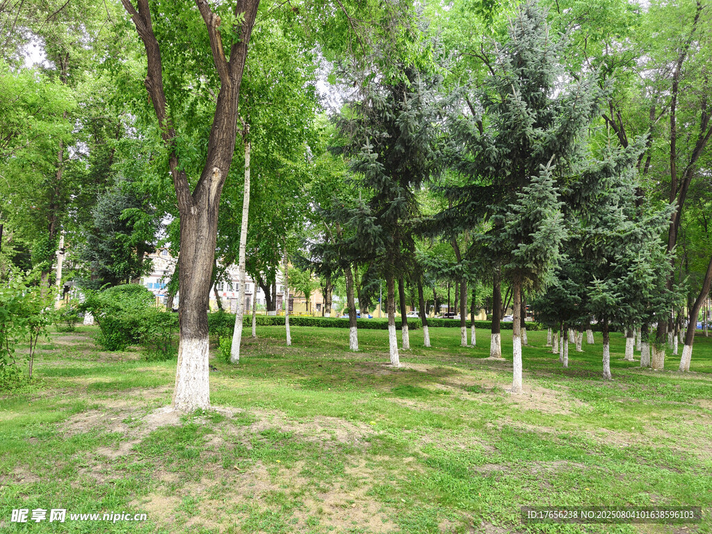 绿意盎然的公园树林景观