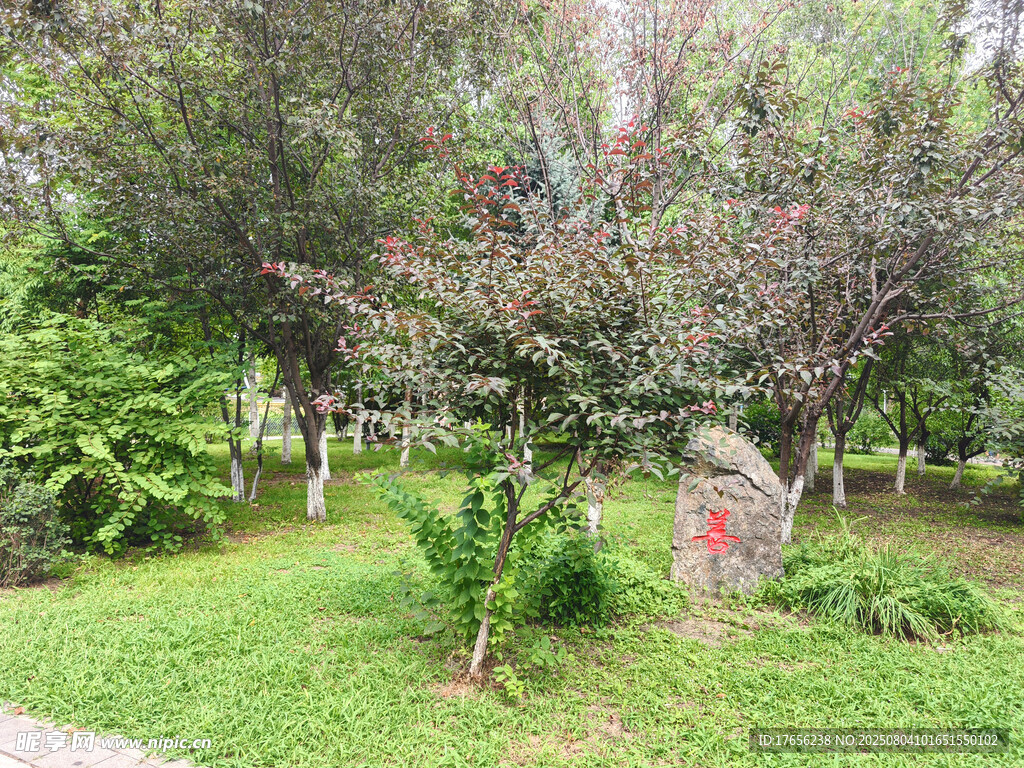 绿意盎然的园林景致