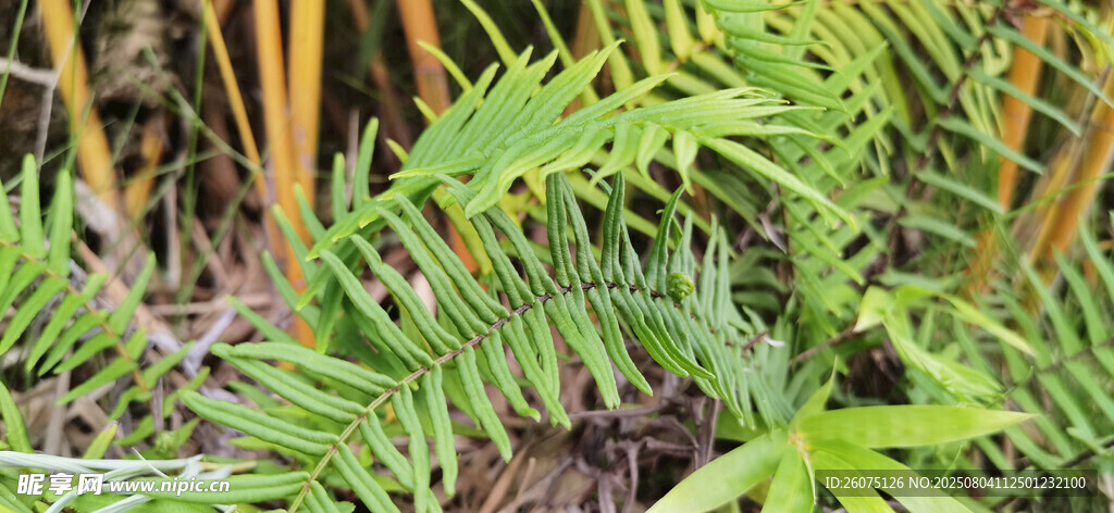 翠绿蕨类植物特写