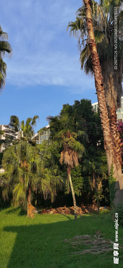 阳光下的棕榈树与绿地