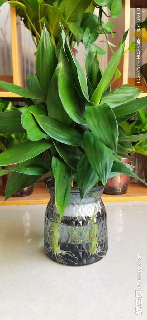 透明花瓶中的翠绿植物