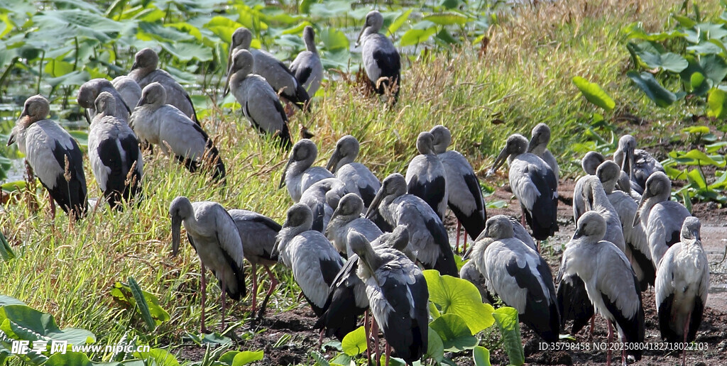 湿地群鸟栖息场景