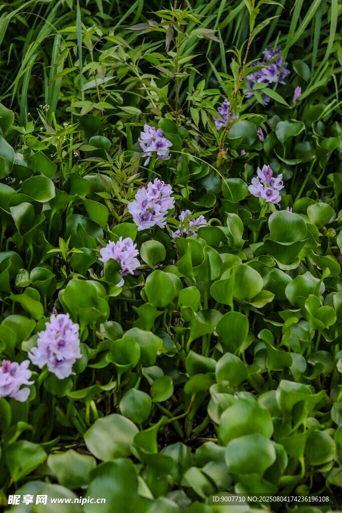 水葫芦丛中的紫色小花
