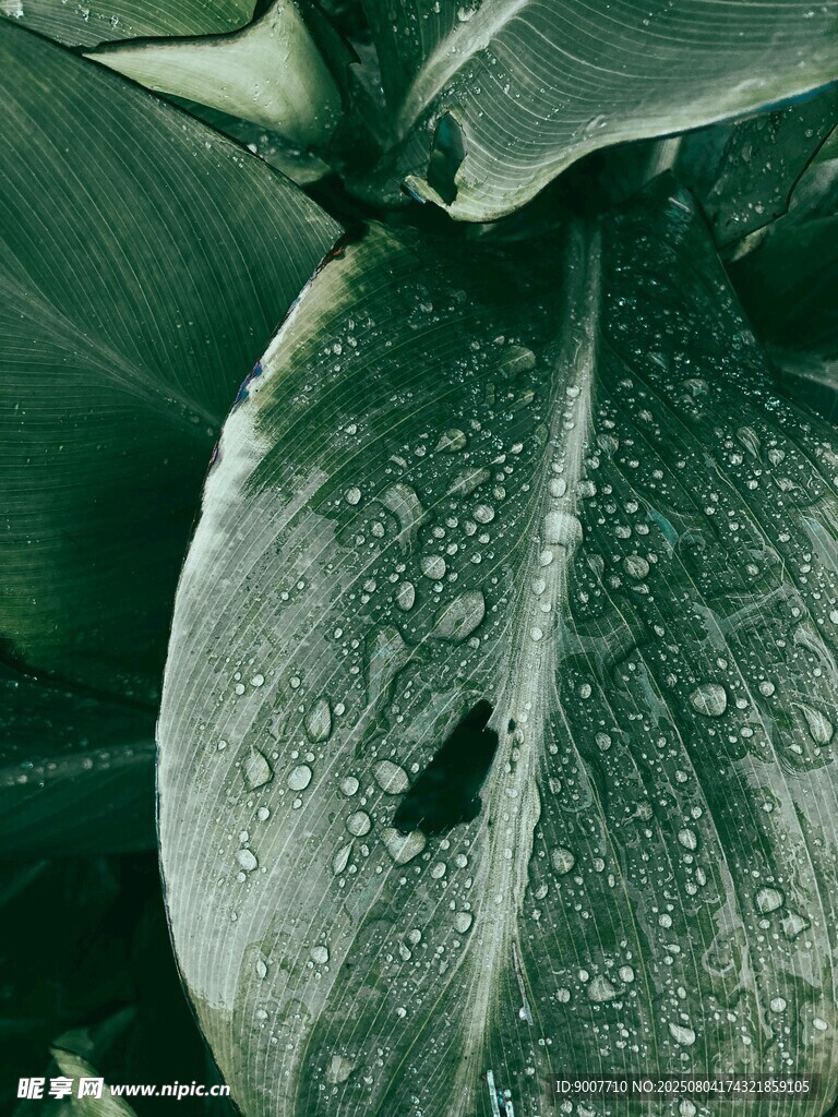 带水珠的绿叶特写