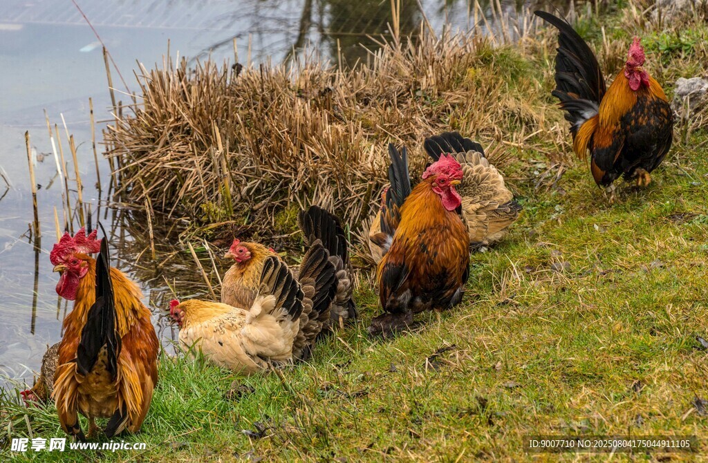 草地上的一群色彩斑斓的鸡