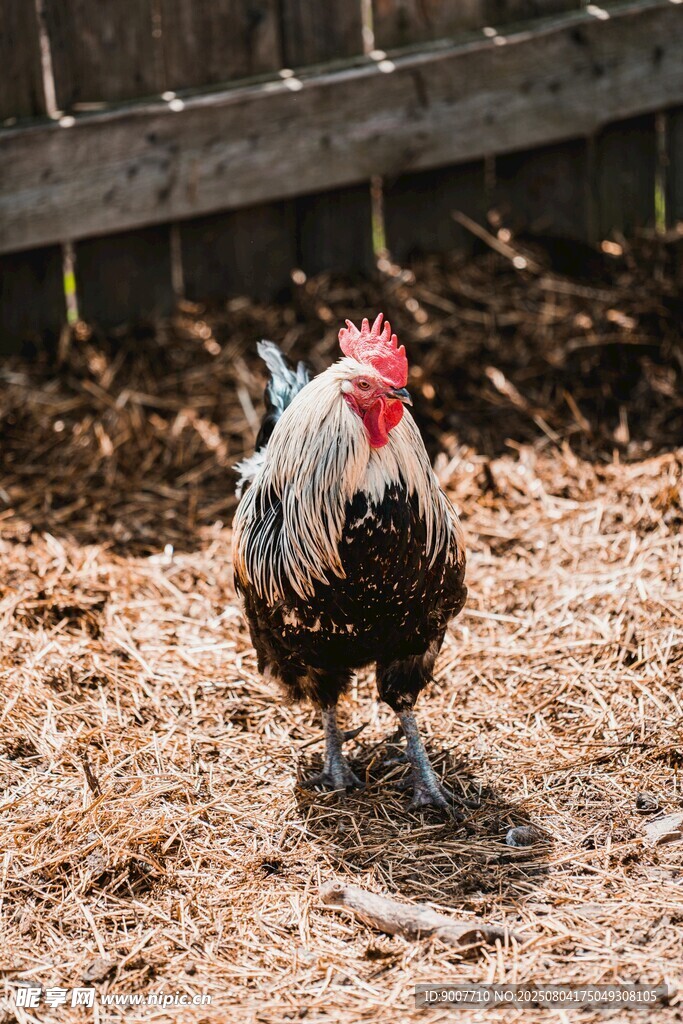 庭院中行走的多彩公鸡