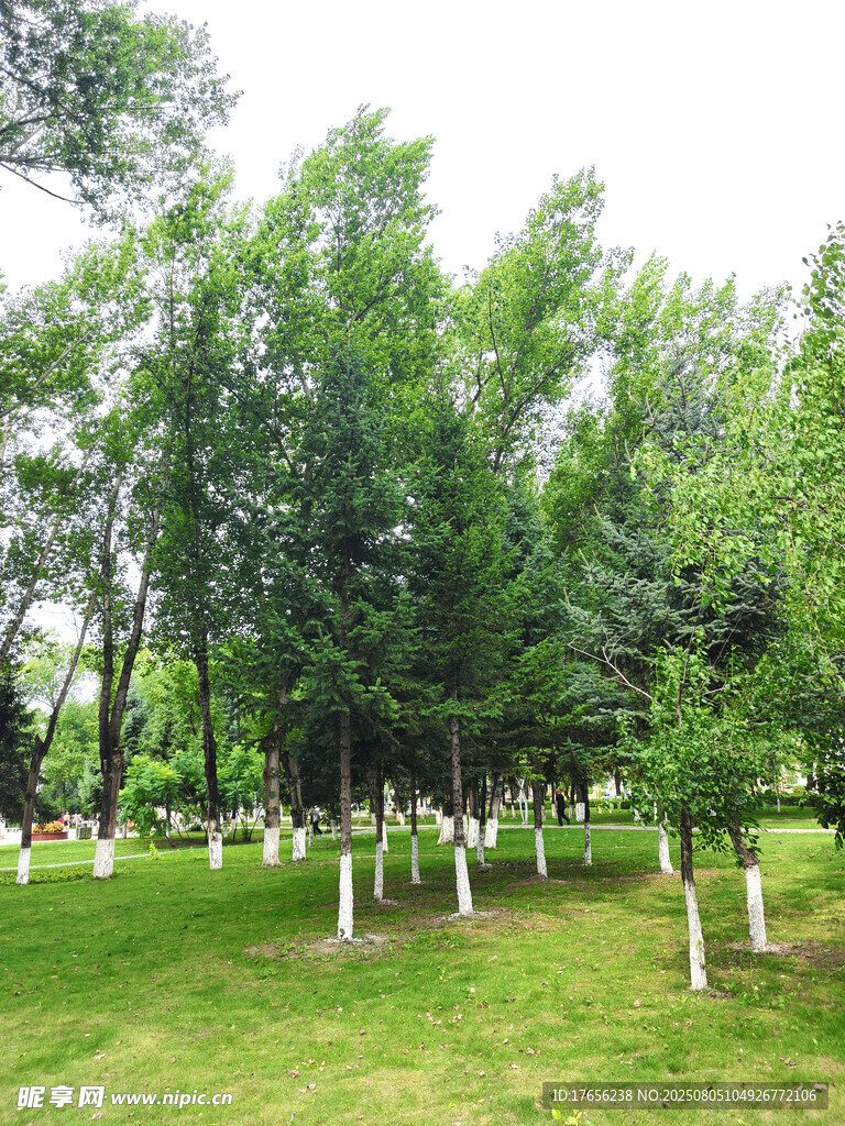 绿意盎然的林间草地