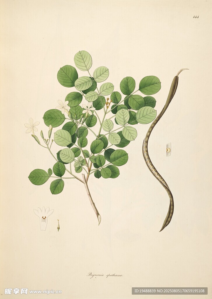 复古风植物插画