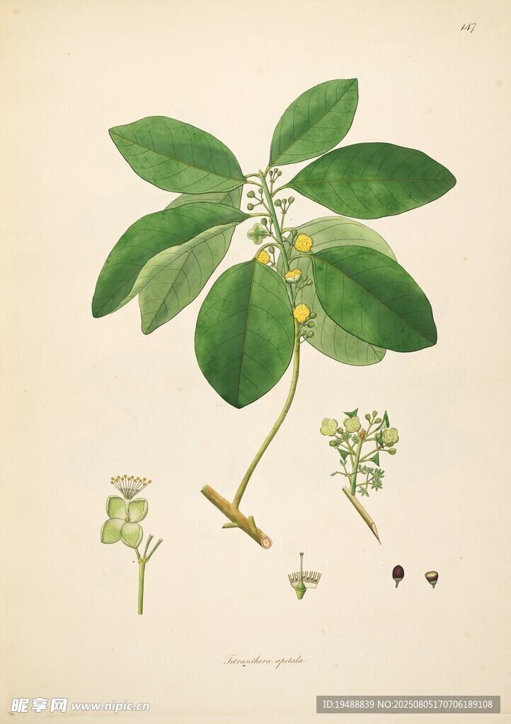 复古风格植物插画