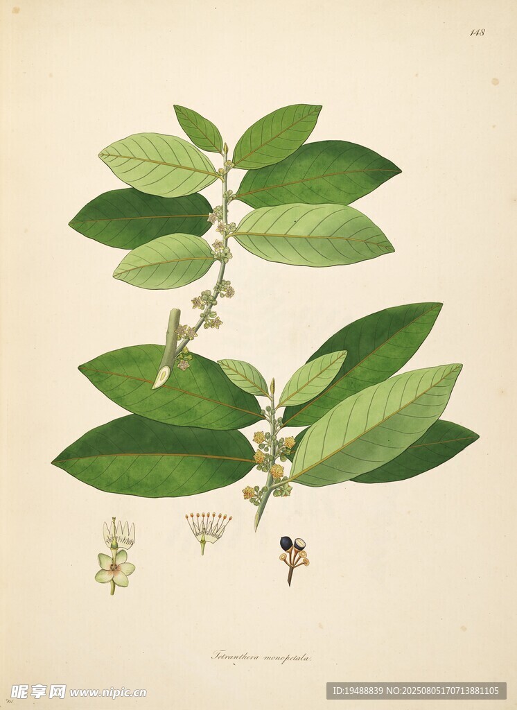 复古风格植物插画图