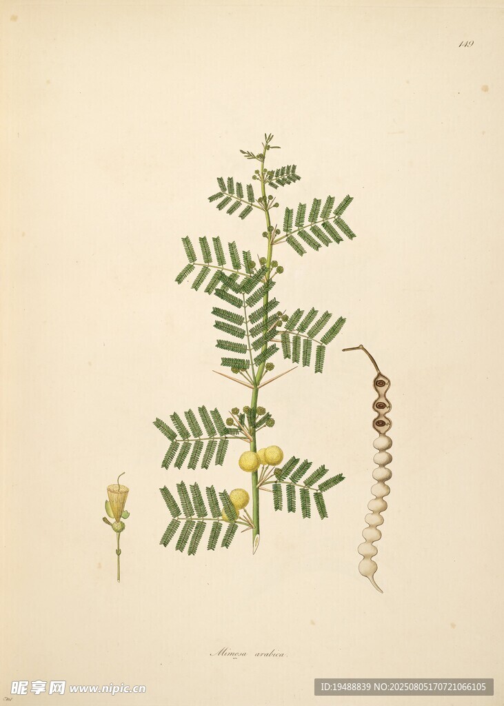 复古风蕨类植物手绘插画