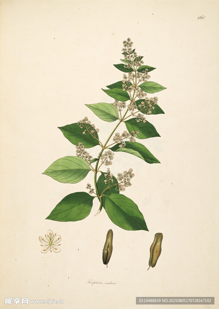 手绘植物图  绿叶繁花