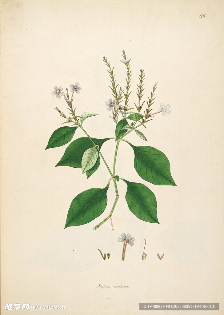 手绘植物图  清新绿叶白花