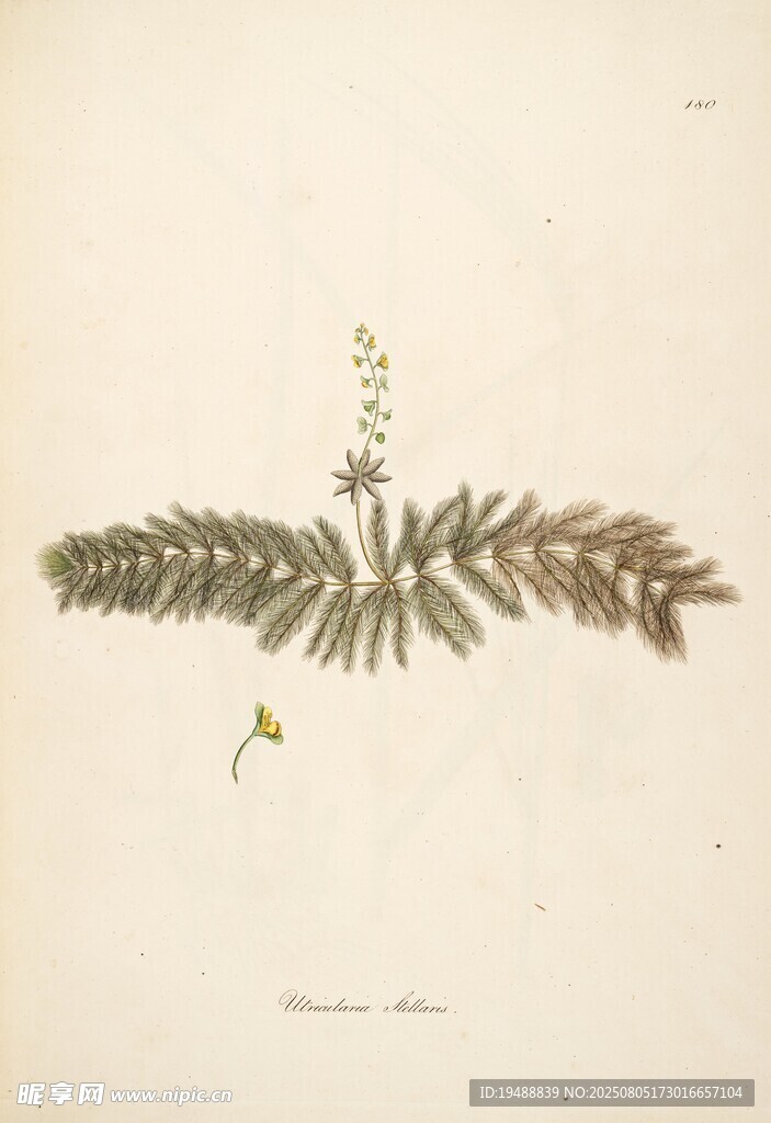 复古植物手绘插画