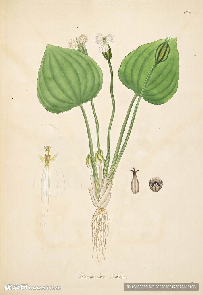 复古风海芋植物插画