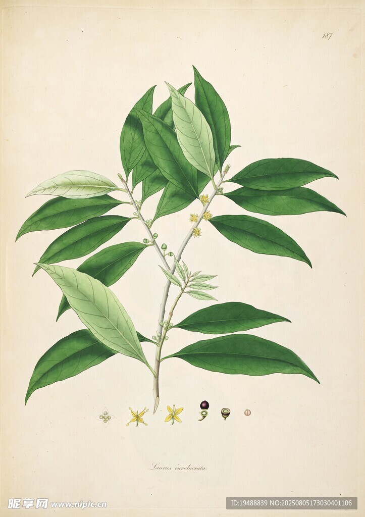 手绘绿叶植物图