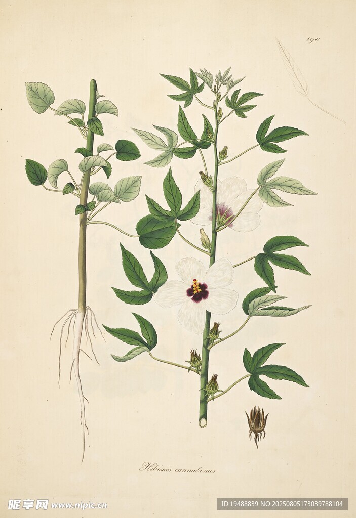 手绘植物图 展示植株细节