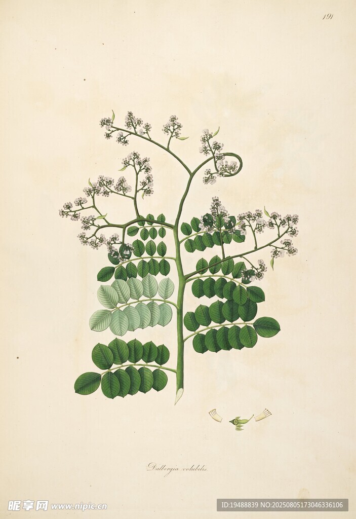 复古植物手绘插画