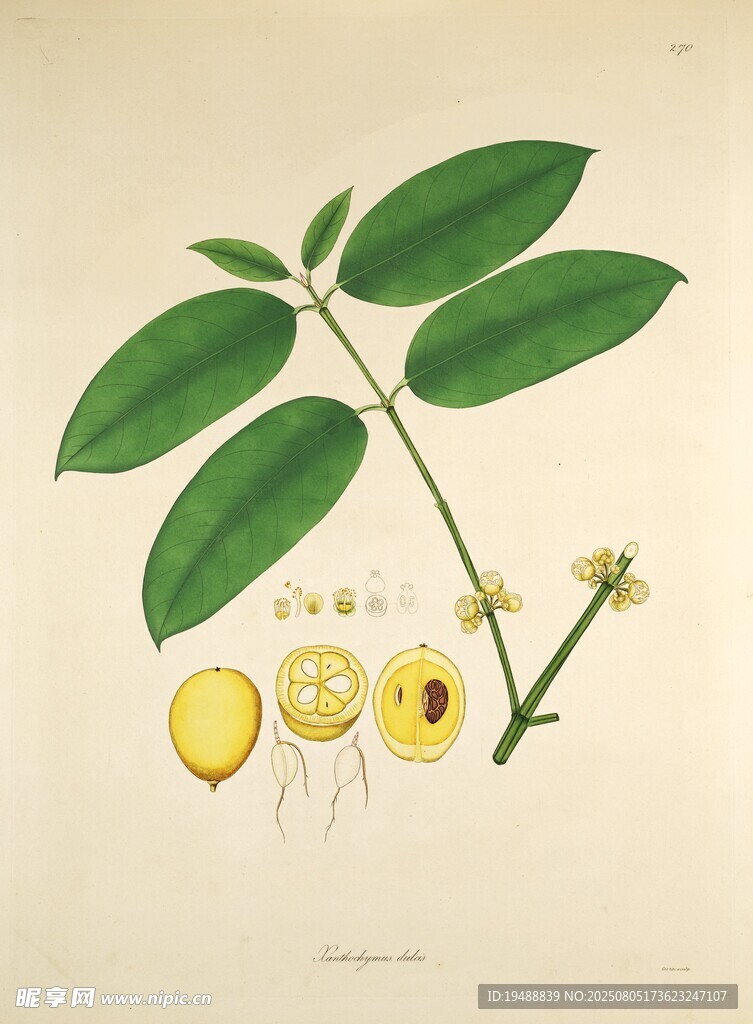 植物解剖图绿叶与黄色果实