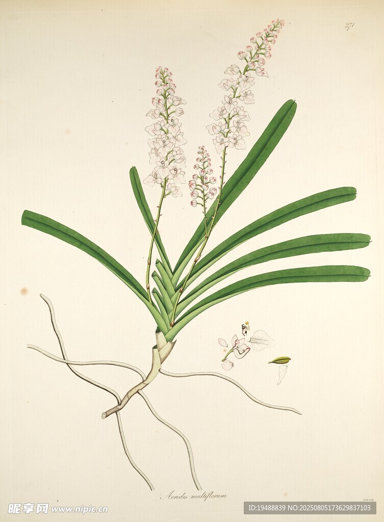 一株带根须的绿色草本植物