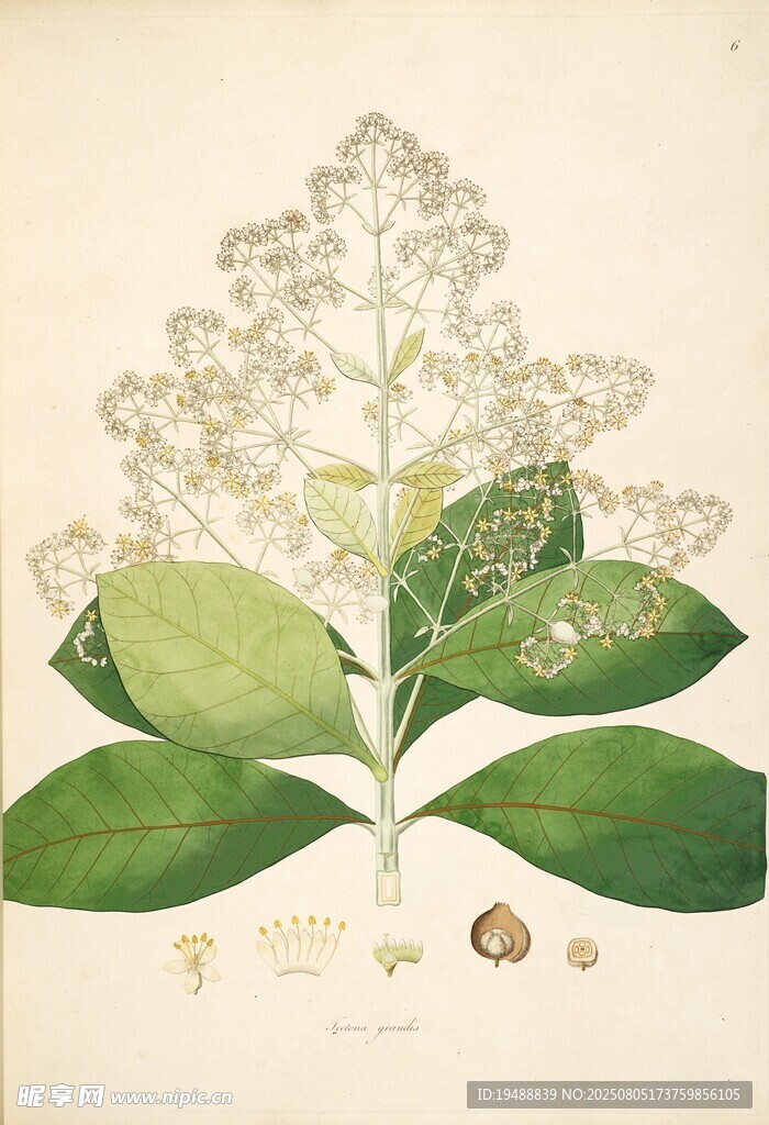 复古风植物插画